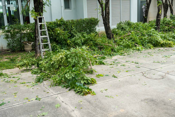 Tree Root Removal in Moyock, NC